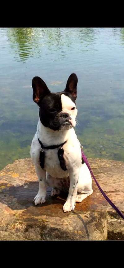 Dogorama-Monats-Challenge-Mai "Wasser"-Beitrag-Bild