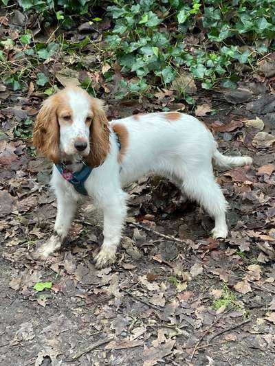 Cocker Spaniel-Beitrag-Bild