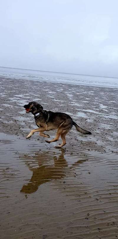 Hundetreffen-Spiel- und Trainingstreff für grosse Hunde-Bild