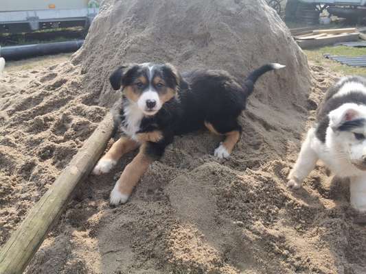 Hundetreffen-Welpentreff-Bild