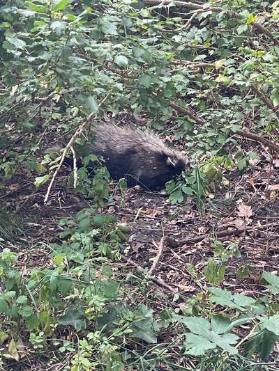 Giftköder-Toter Waschbär-Bild