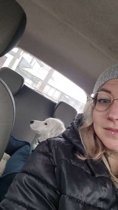 Hundetreffen-Social walk-Bild