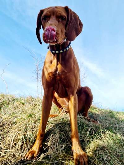 Magyar Vizsla-Beitrag-Bild