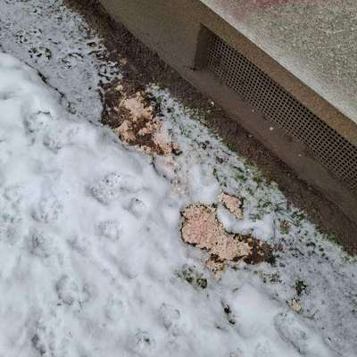 Giftköder-fleischige Masse, Vermutlich Giftköder-Bild