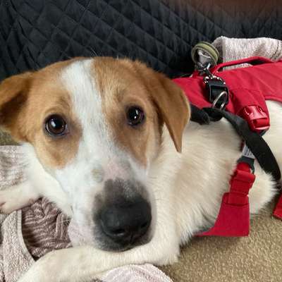 Hundetreffen-Flugplatzhelden-Profilbild