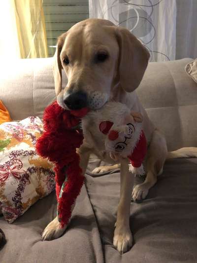 Labradorfans-Beitrag-Bild