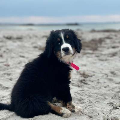 Hundetreffen-Strand treffen-Bild