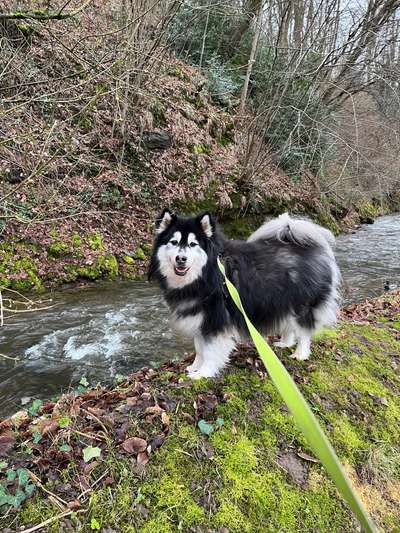 Husky-Beitrag-Bild