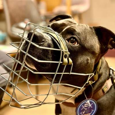 %{de_profession_title}-Maulkorb Werkstatt, Maulkorb-Beratung-Bild