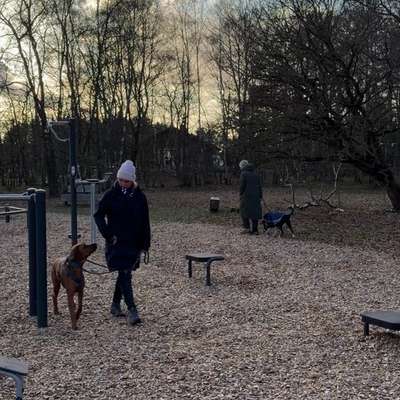 %{de_profession_title}-Fortlaufende Hundebegegnungen-Bild