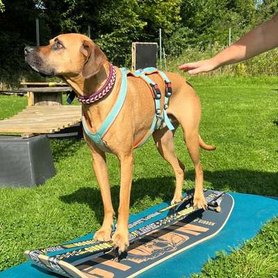 %{de_profession_title}-Ninjadogs Training im Parcours-Bild