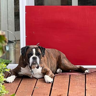 Hundeopa, Krebs? OP? Chemo?-Beitrag-Bild