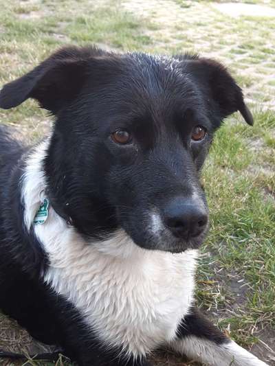 Mischlinge raten - Rätselspaß-Beitrag-Bild