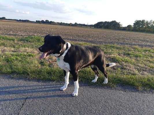 Mischlinge raten - Rätselspaß-Beitrag-Bild