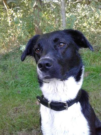 Mischlinge raten - Rätselspaß-Beitrag-Bild