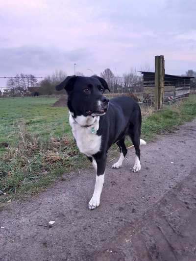 Mischlinge raten - Rätselspaß-Beitrag-Bild