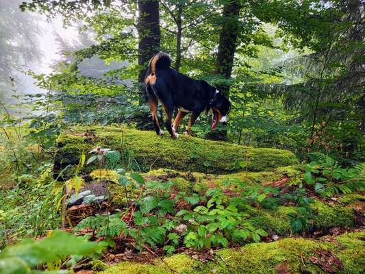 Foto -Challenge  Thema : Dein Hund Im Wald-Beitrag-Bild