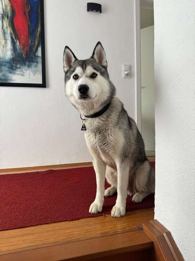 Hundetreffen-Hundekumpel gesucht-Bild