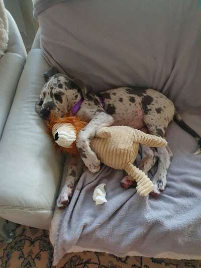 Welpen Bilder !-Beitrag-Bild