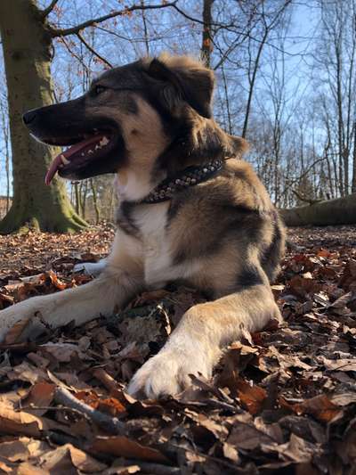 Dogorama Photo Challenge - Der Frühling kommt-Beitrag-Bild