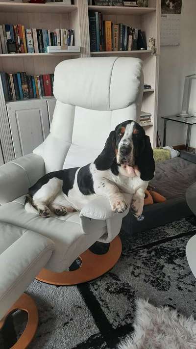 Hundetreffen-Suche Hundebegegnungen zum Üben für den Hundeführerschein-Bild