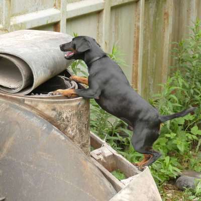 Hundetreffen-Rettungshunde Gruppe-Bild
