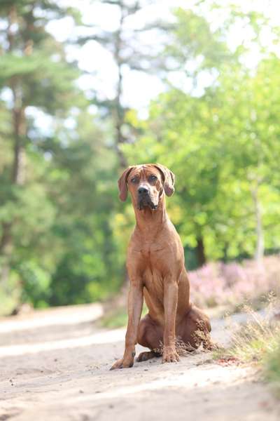 Hundetreffen-Nash sucht Spielfreunde-Bild