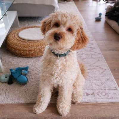 Hundetreffen-Gassitreffen/Spaziergänge/Wanderung-Bild