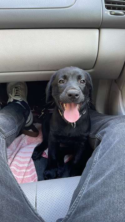 Foto Challenge Thema "Hunde im Auto"-Beitrag-Bild