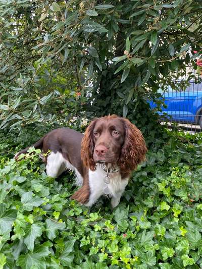 Kleiner Münsterländer!-Beitrag-Bild