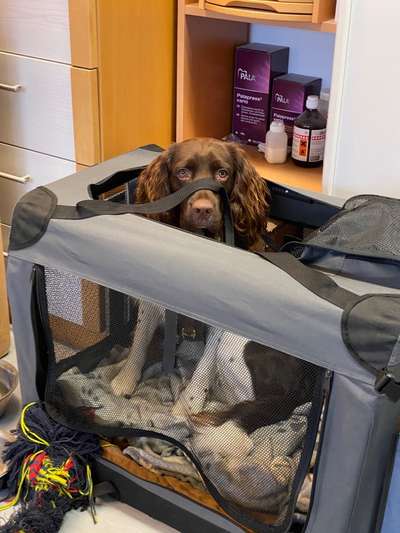 Kleiner Münsterländer!-Beitrag-Bild