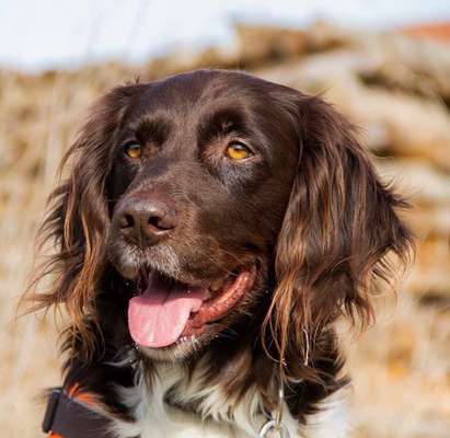 Kleiner Münsterländer!-Beitrag-Bild