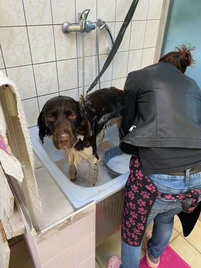 Kleiner Münsterländer!-Beitrag-Bild