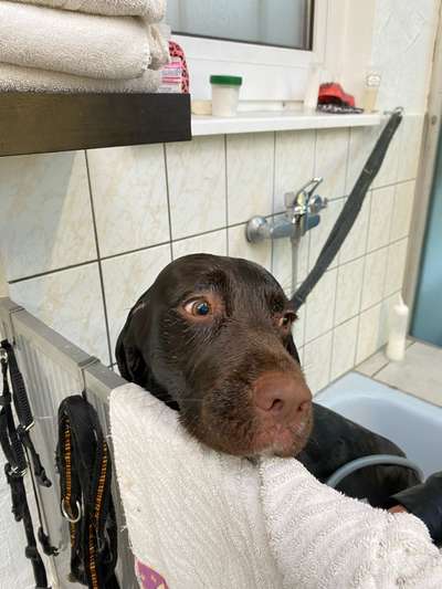 Kleiner Münsterländer!-Beitrag-Bild