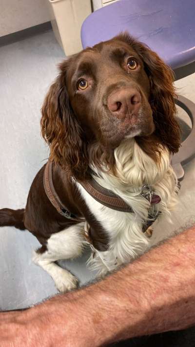 Kleiner Münsterländer!-Beitrag-Bild