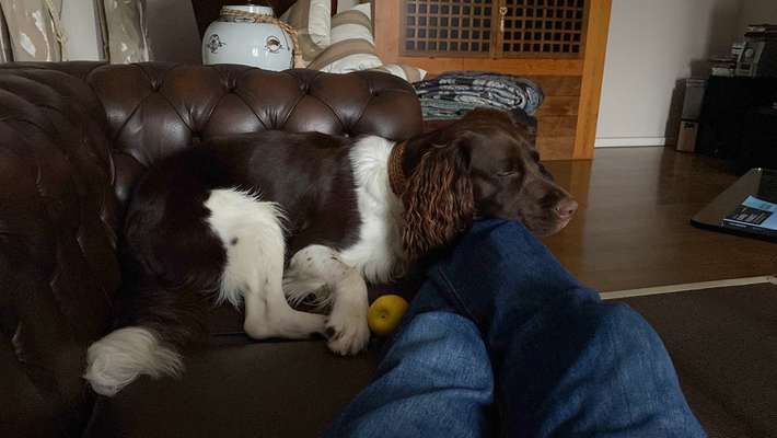 Kleiner Münsterländer!-Beitrag-Bild