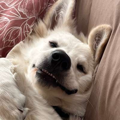 Hundetreffen-Gassi & Spielerunde in Mühlhausen/Th-Bild