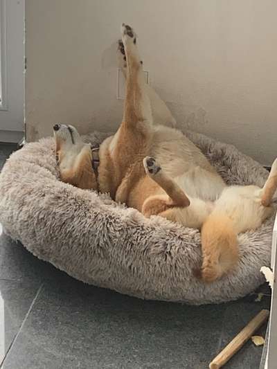 Die unbequemsten und lustigsten Schlafpositionen-Beitrag-Bild