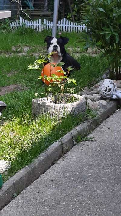 Olde English Bulldogge-Beitrag-Bild