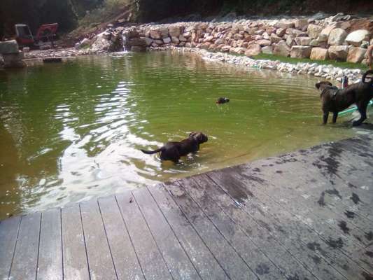 Hund zum Schwimmen bringen-Beitrag-Bild