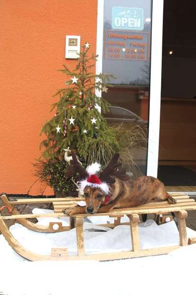 Dogorama Photo Challenge - Nikolaus-Beitrag-Bild