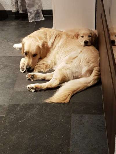 Golden Retriever-Beitrag-Bild