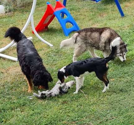 Wie kamt ihr auf die Rasse eures Hundes?-Beitrag-Bild