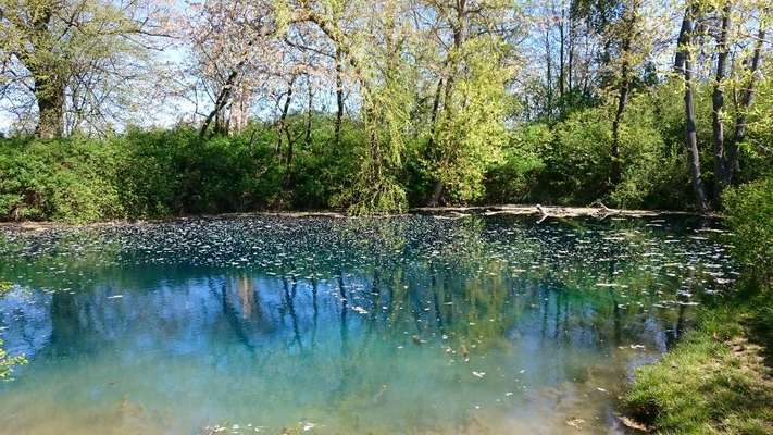 Hundetreffen-Hundekumpels und Spielgefährten gesucht-Bild