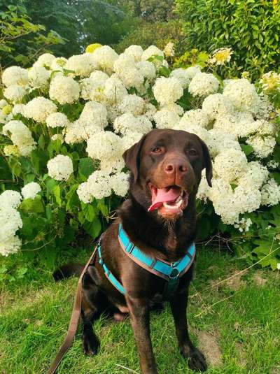 Hundetreffen-Gemeinsame Gassirunde und eventuell Spielen-Bild