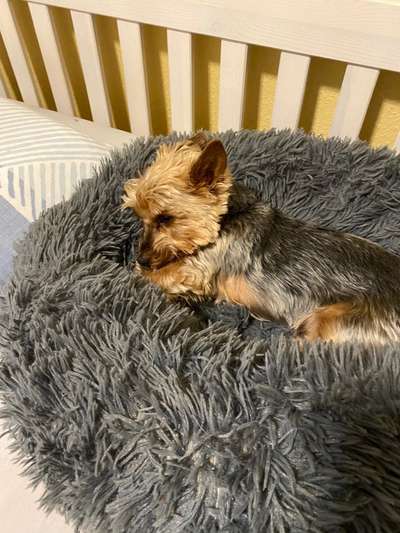 Darf der Hund bei Euch im Bett schlafen?-Beitrag-Bild