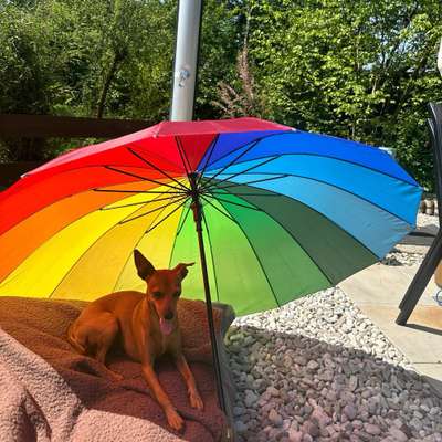 Hundetreffen-Spielen und Spazieren Ja voll GERNE-Bild