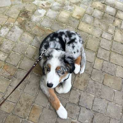 Hundetreffen-Social Walk-Bild