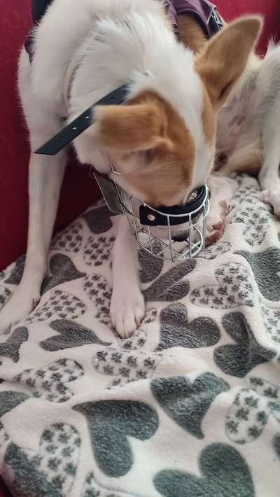 Wie sitzt mein Maulkorb / Maulkorb-Beratung-Beitrag-Bild