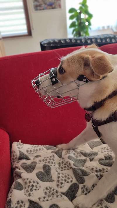 Wie sitzt mein Maulkorb / Maulkorb-Beratung-Beitrag-Bild